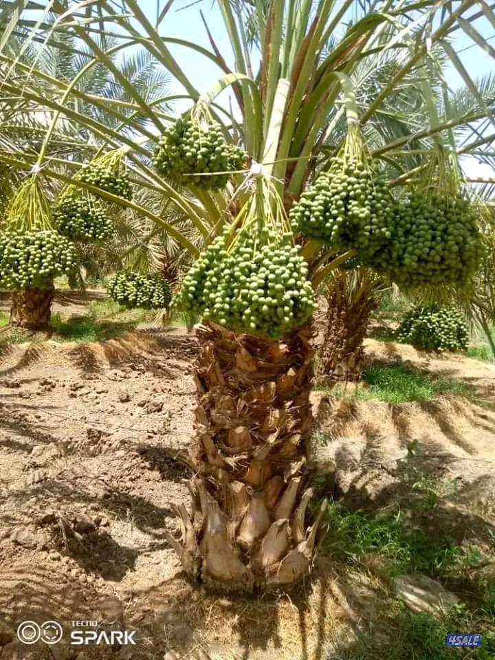 تنسيق حدائق وتنظيف وتكريب نخيل11