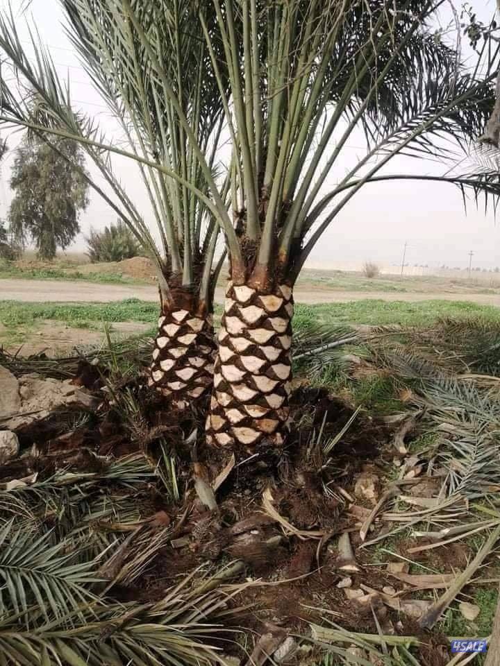 تنسيق حدائق وتنظيف وتكريب نخيل12