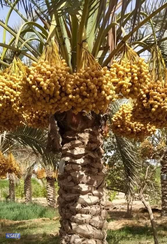 تنسيق حدائق وتنظيف وتكريب نخيل15