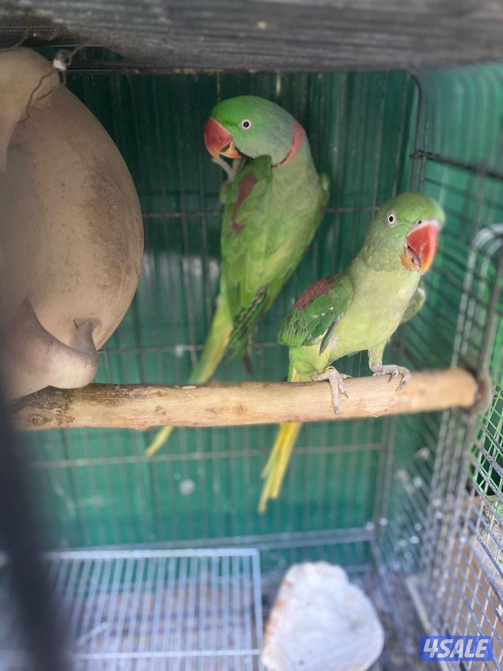 للبيع يوز بيبي متوه نيبالي انضاف0