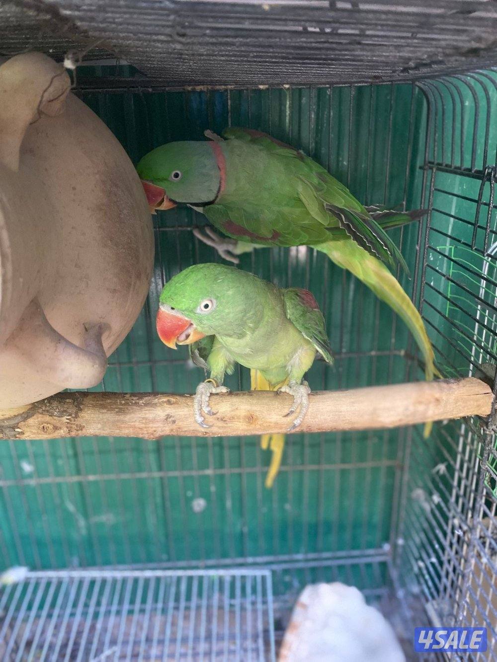 للبيع يوز بيبي متوه نيبالي انضاف2