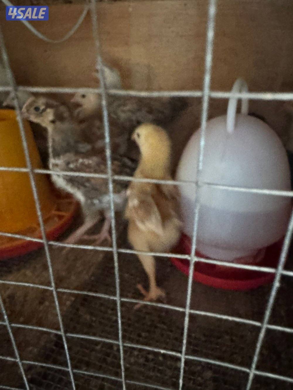 للبيع فروخ دجاج مهجن عربي بهولندي0