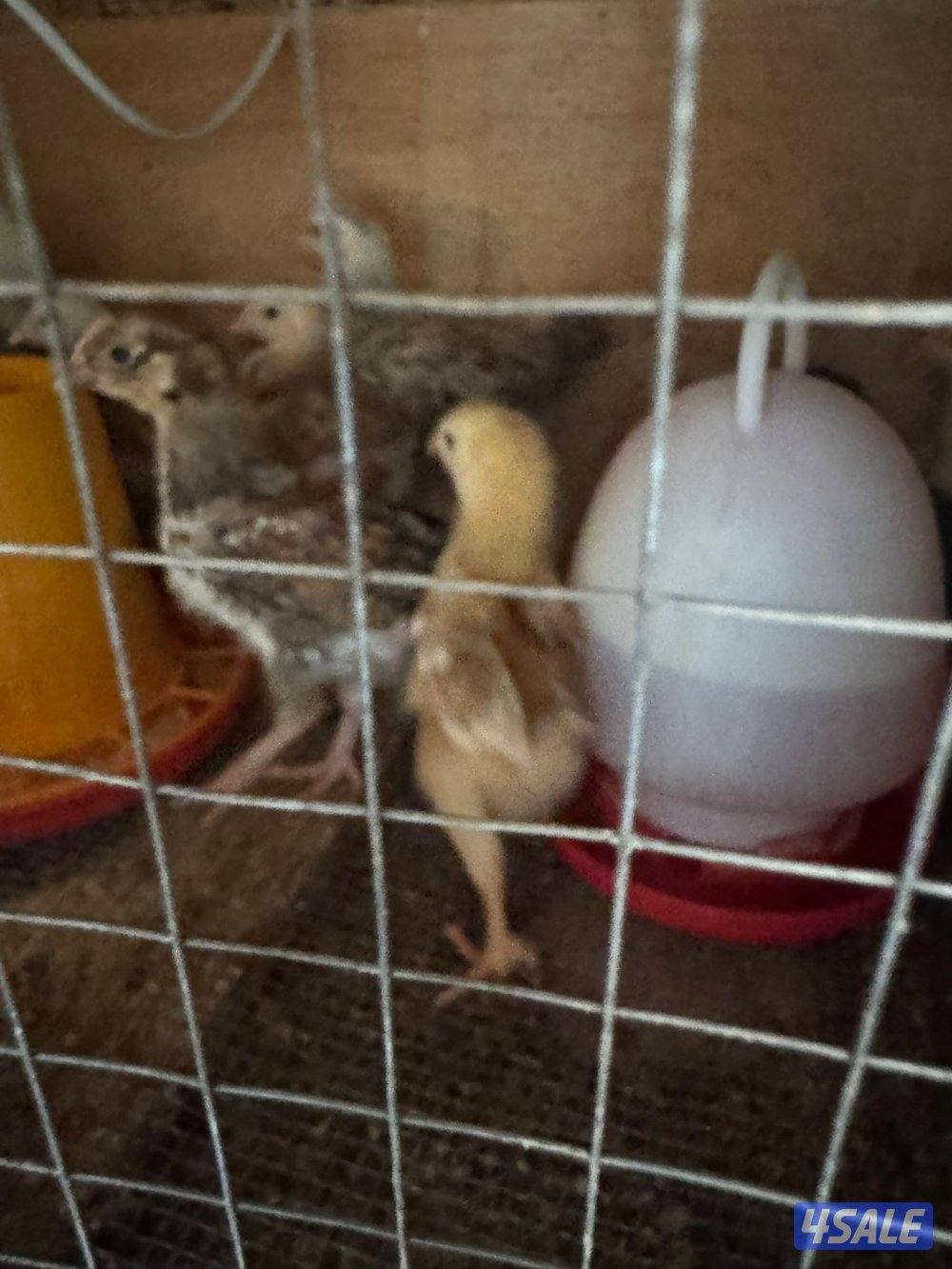 للبيع فروخ دجاج مهجن عربي بهولندي1
