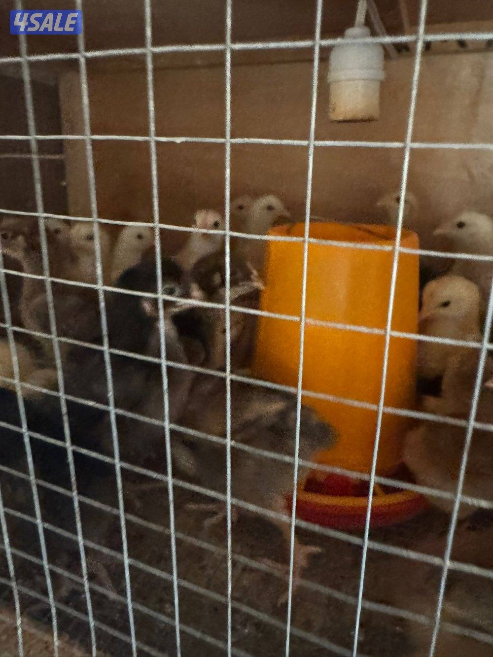 للبيع فروخ دجاج مهجن عربي بهولندي2