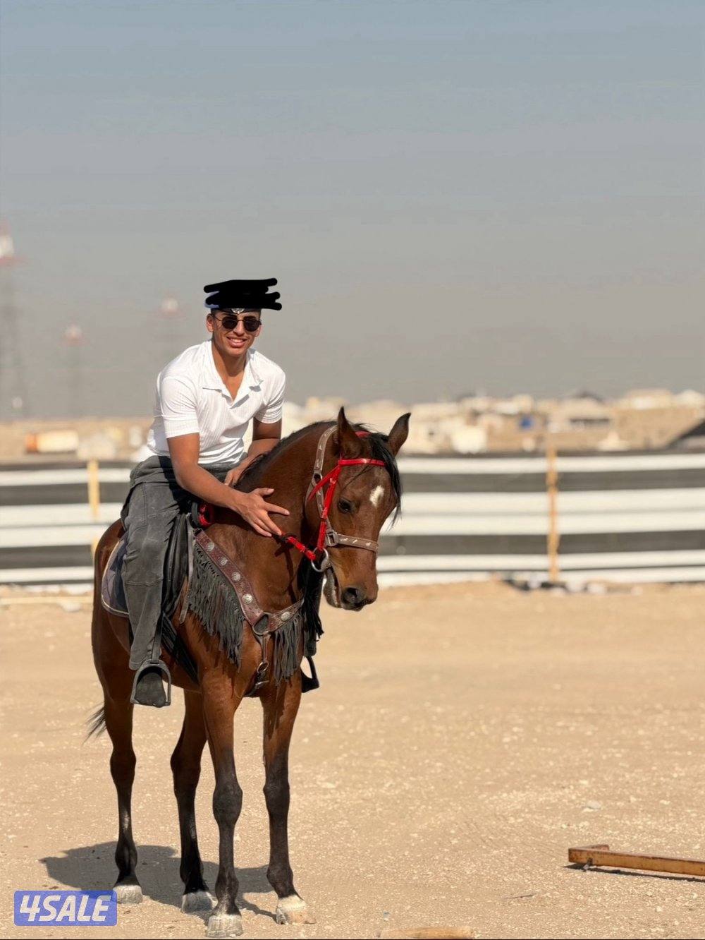 خيل مكس للبيع0