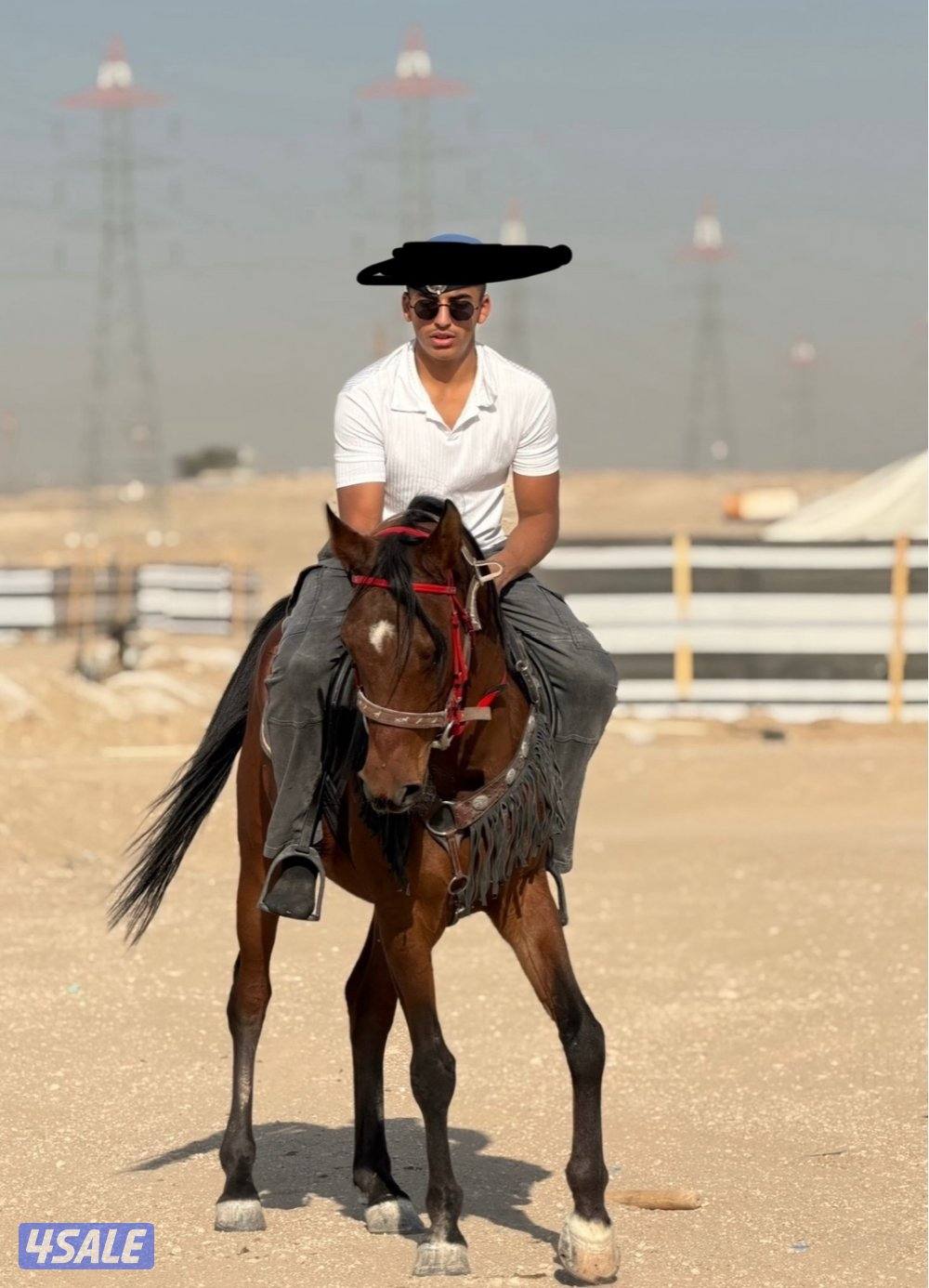 خيل مكس للبيع1