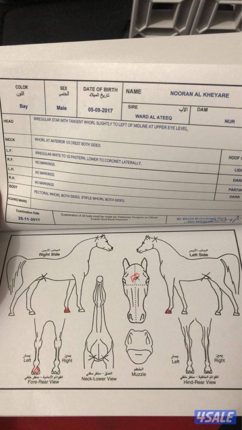 خيل مكس للبيع3