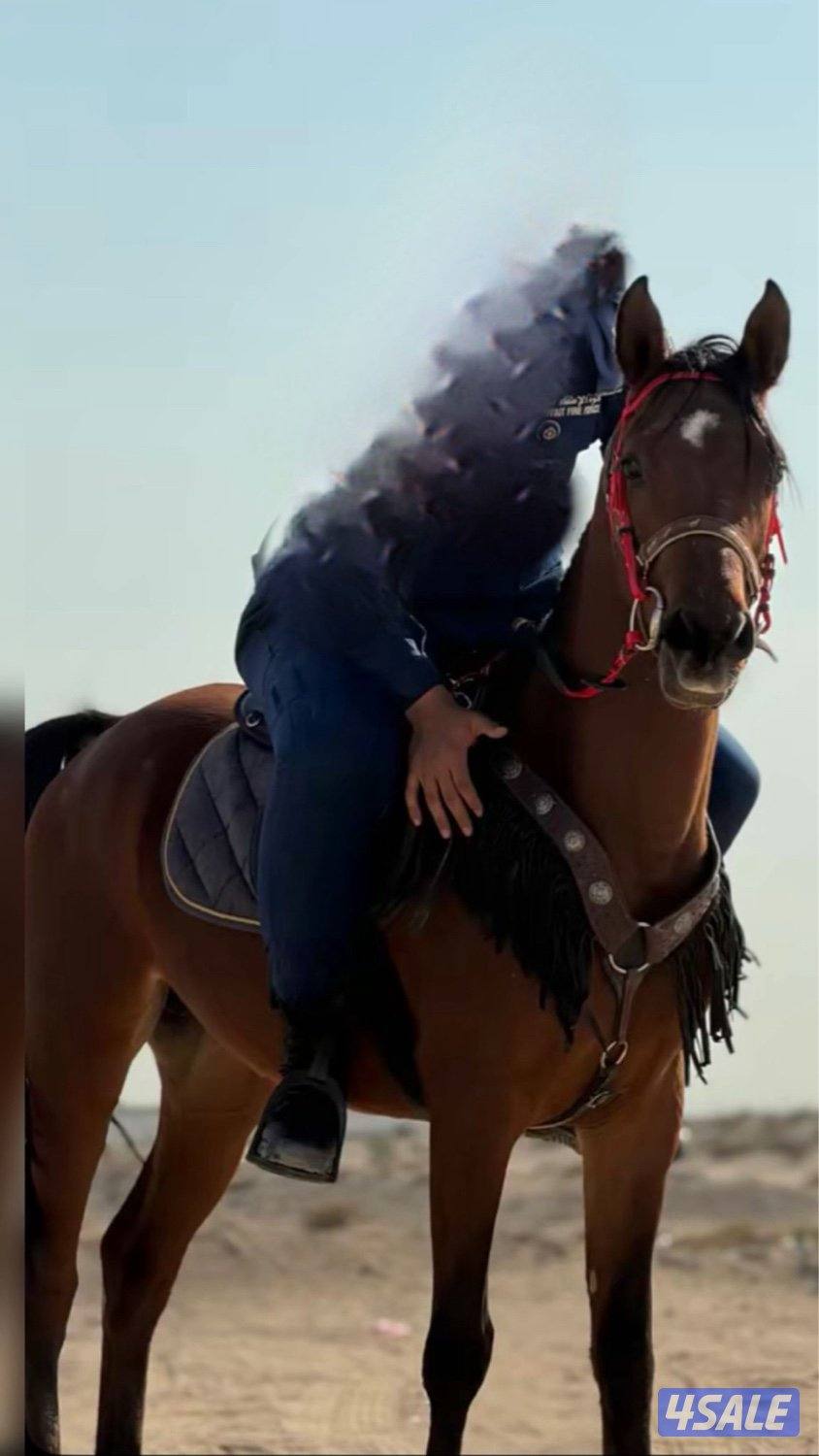 خيل مكس للبيع2