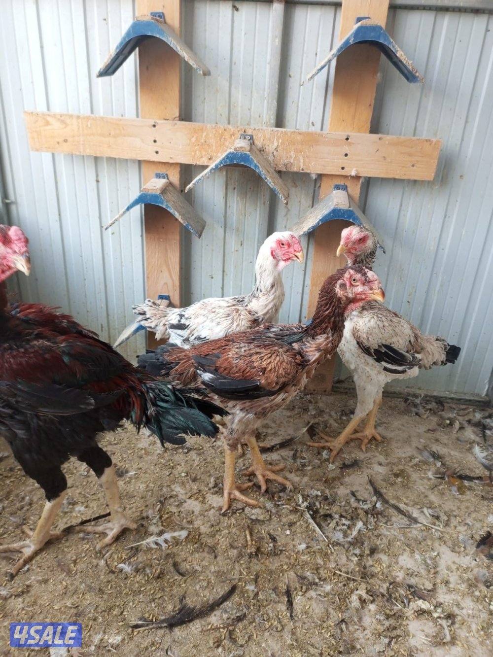 دجاج هندي وتايلندي0