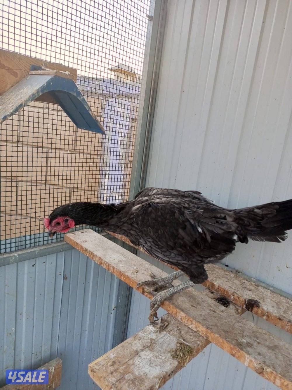 دجاج هندي وتايلندي1