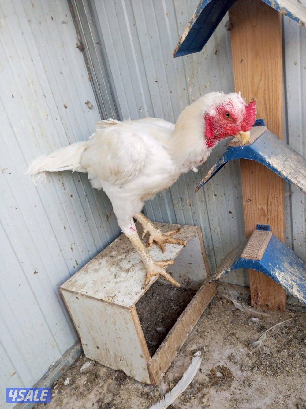 دجاج هندي وتايلندي2