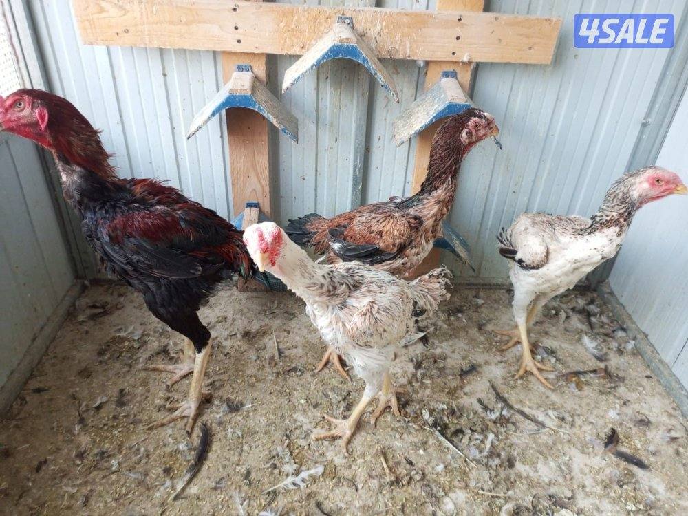 دجاج هندي وتايلندي4