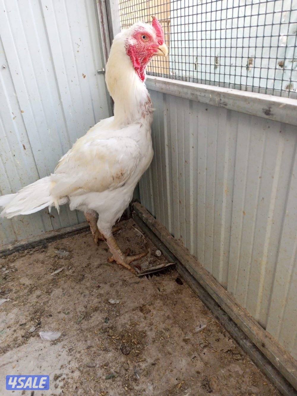 دجاج هندي وتايلندي3