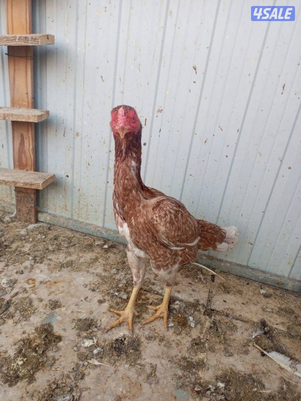 دجاج هندي وتايلندي5