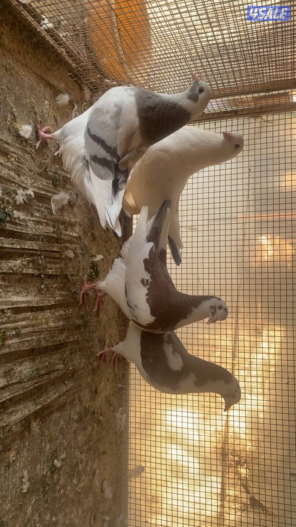 للبيع لاحم الوزان1