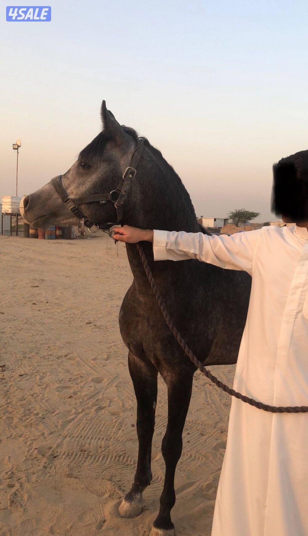 للبيع حصان بلدي معسوف مايشكي من شيء0