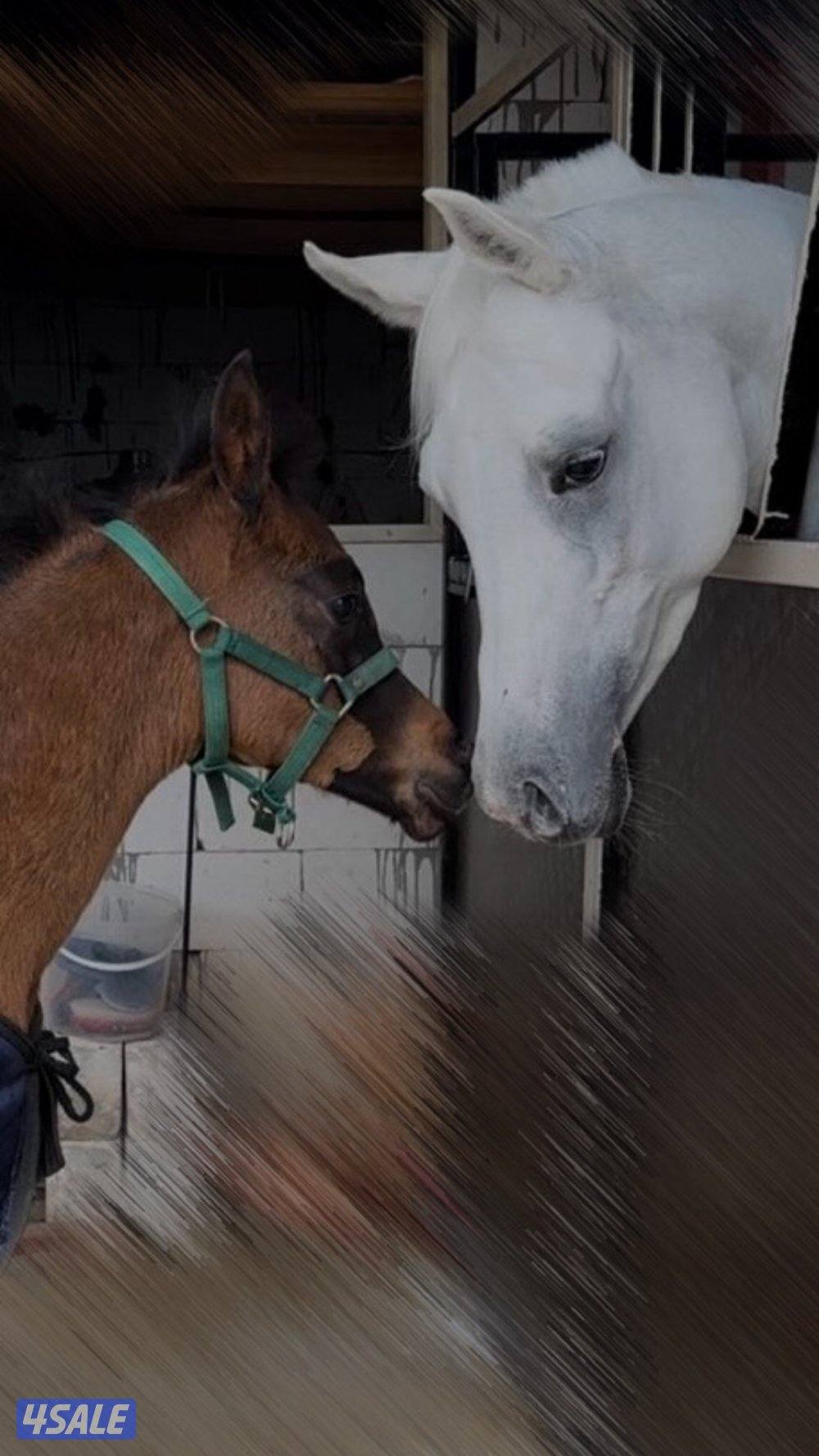 للبيع فرس مصريه بيور1