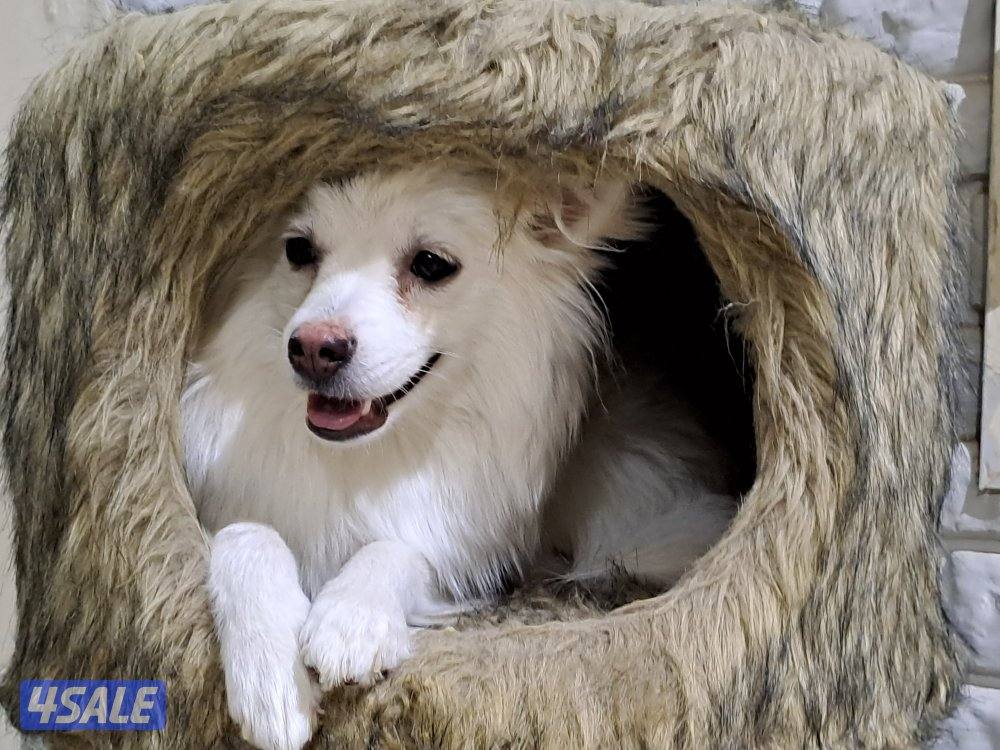 mixed breed Female10