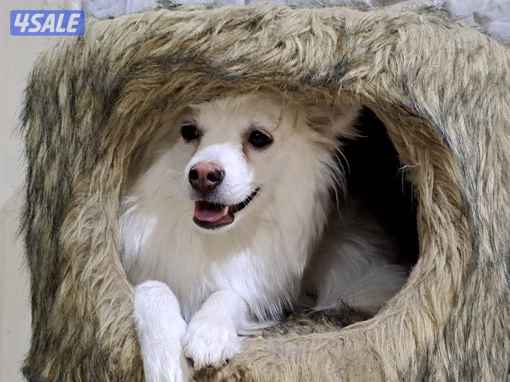 mixed breed Female11