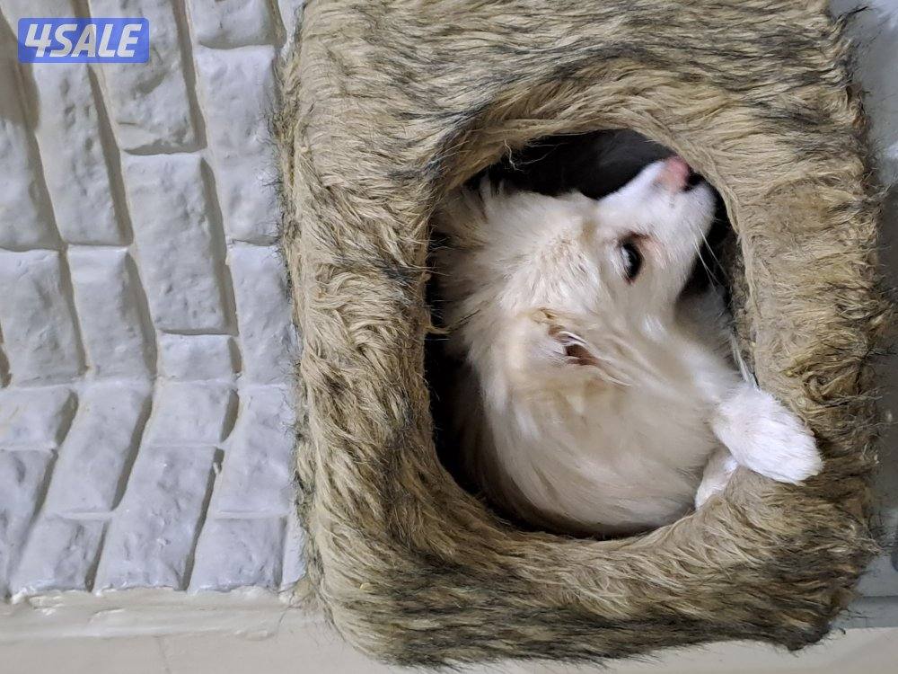 mixed breed Female13