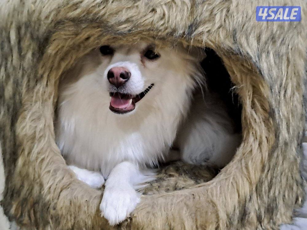 mixed breed Female12