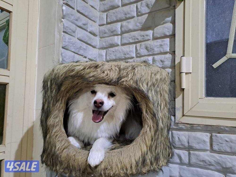 mixed breed Female14