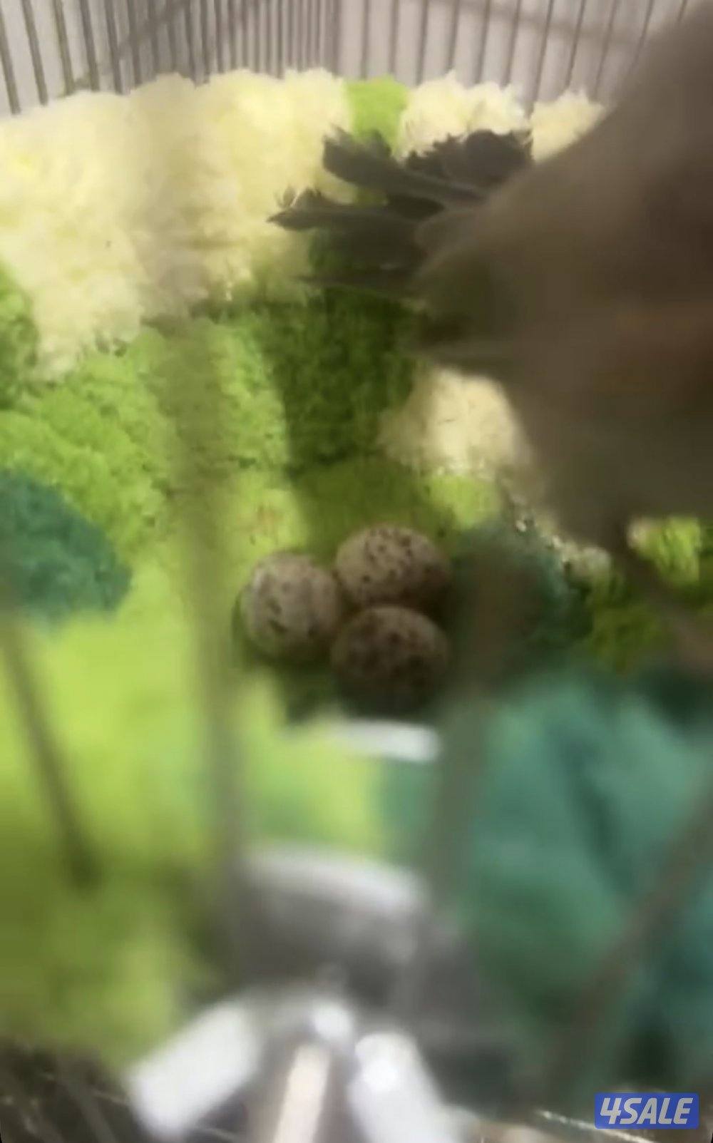 للبيع بلبل عراقي منتج وربوه مغرد العمر ١١شهر   للتواصل1