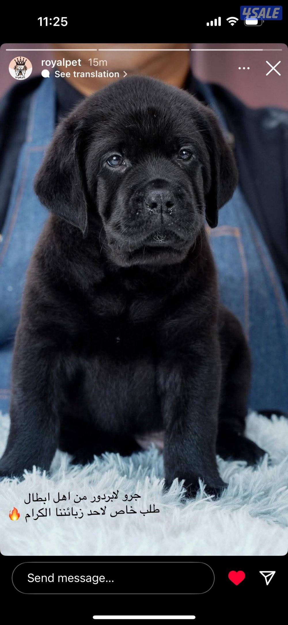 لابرادور مستوى قوي جدا0