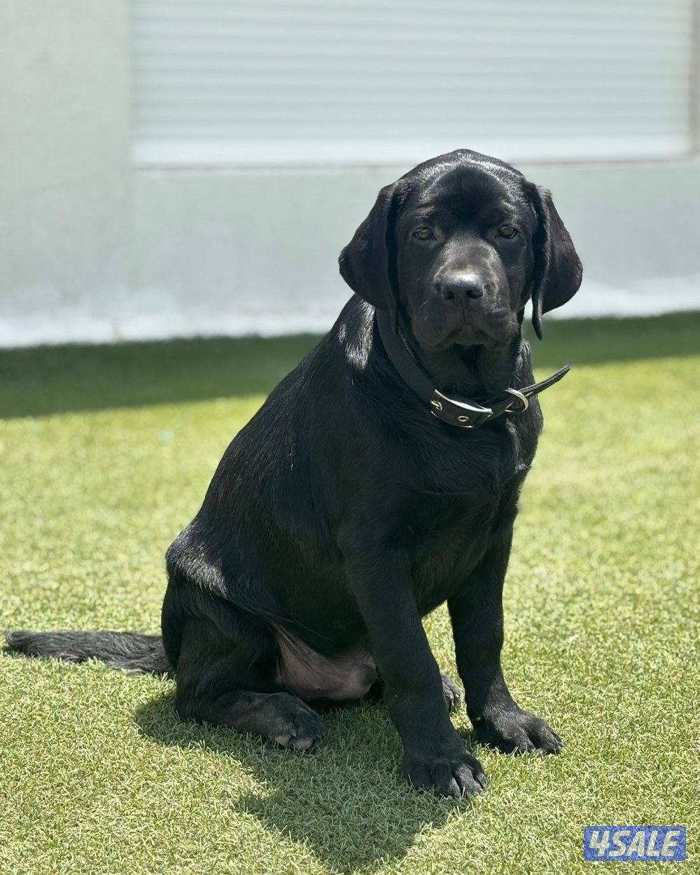 لابرادور مستوى قوي جدا1