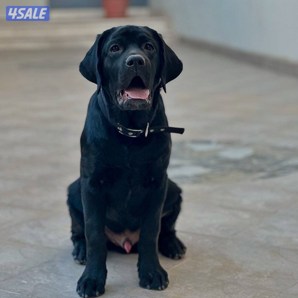 لابرادور مستوى قوي جدا2