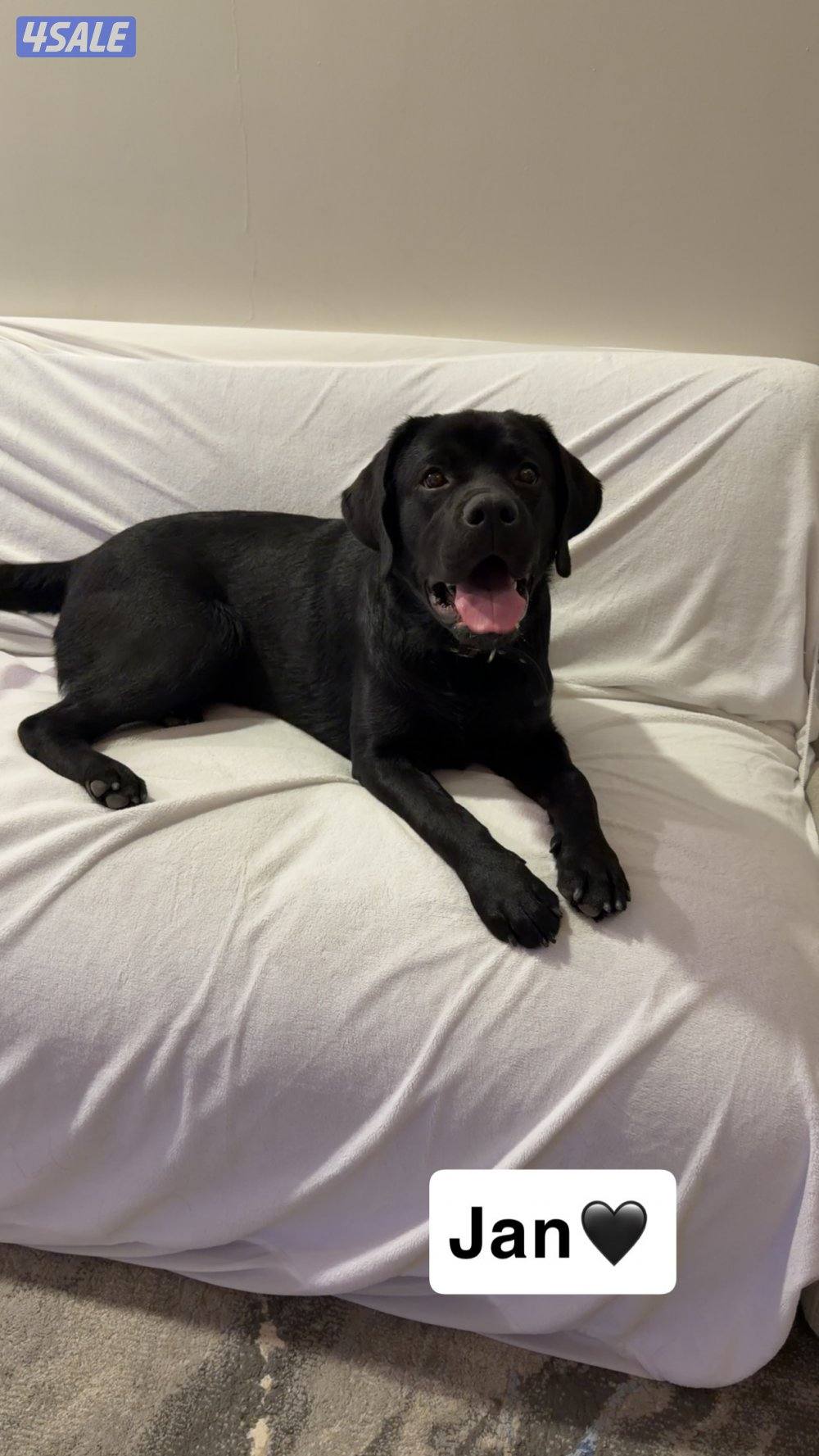 لابرادور مستوى قوي جدا3