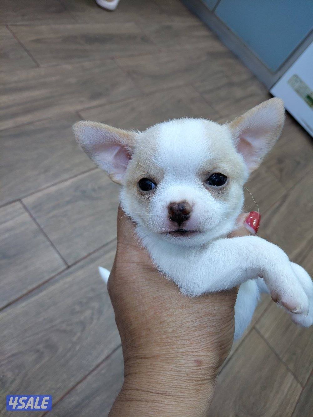 chihuahua tea cup female and male 2 months0