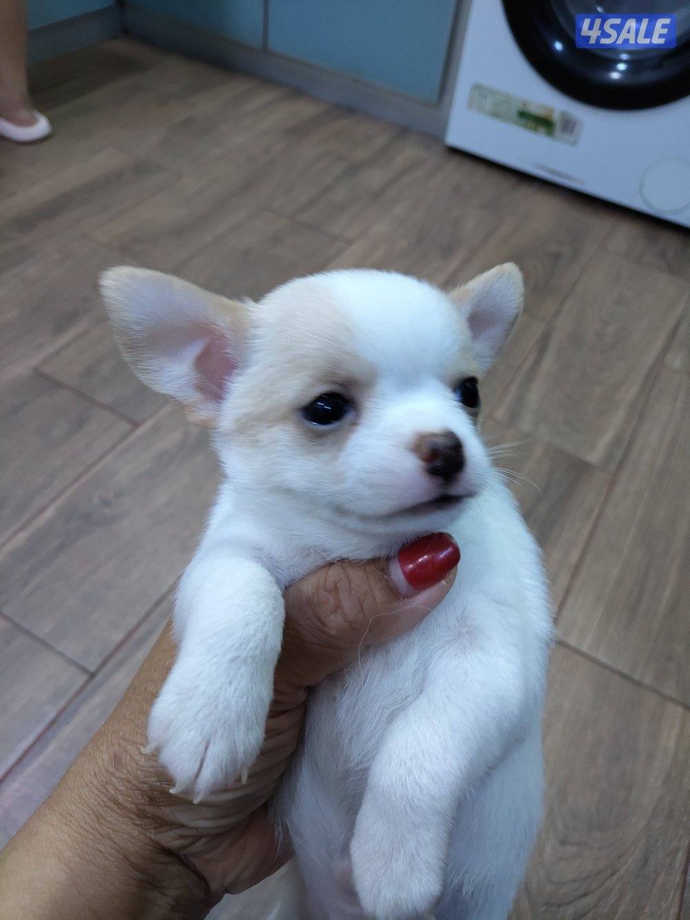 chihuahua tea cup female and male 2 months1