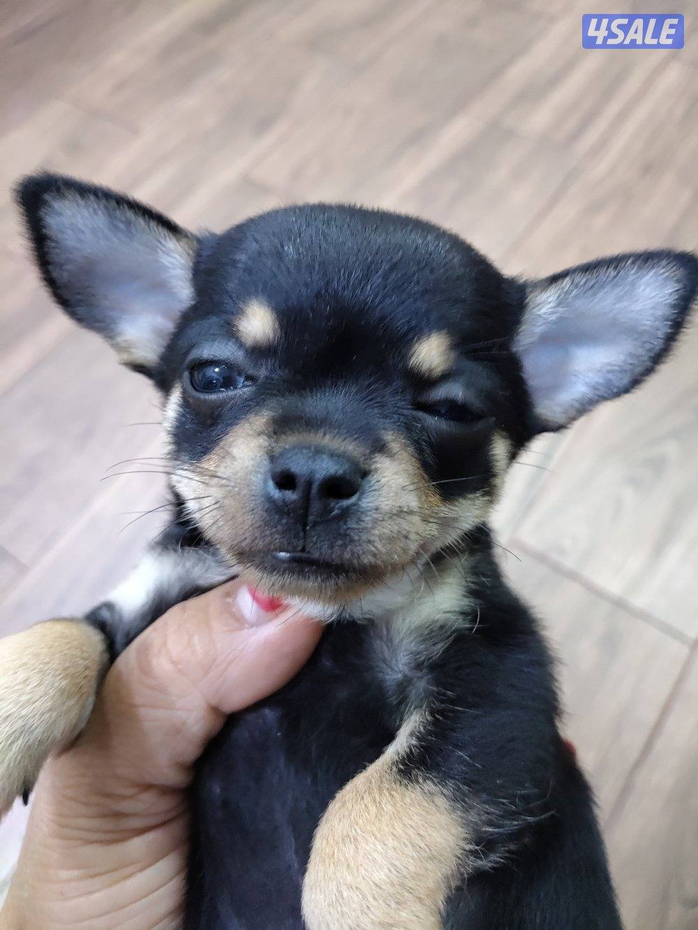 chihuahua tea cup female and male 2 months2