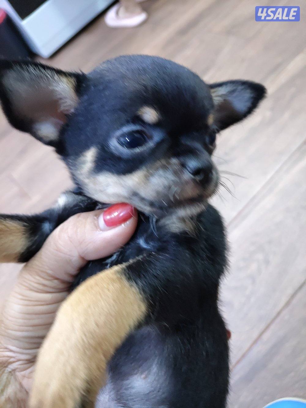 chihuahua tea cup female and male 2 months3