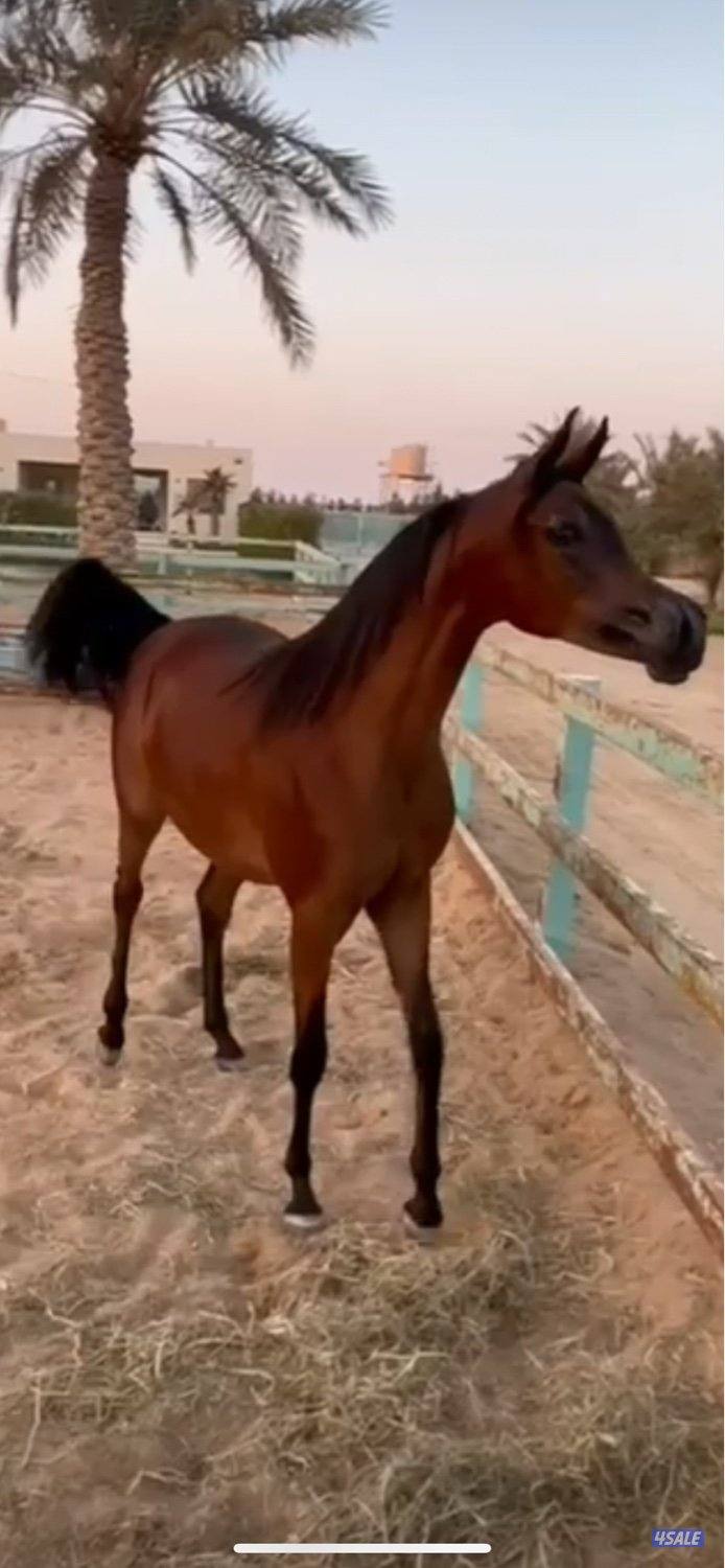 نوع العرض مهرة بولش فاخرة اي بي مني0