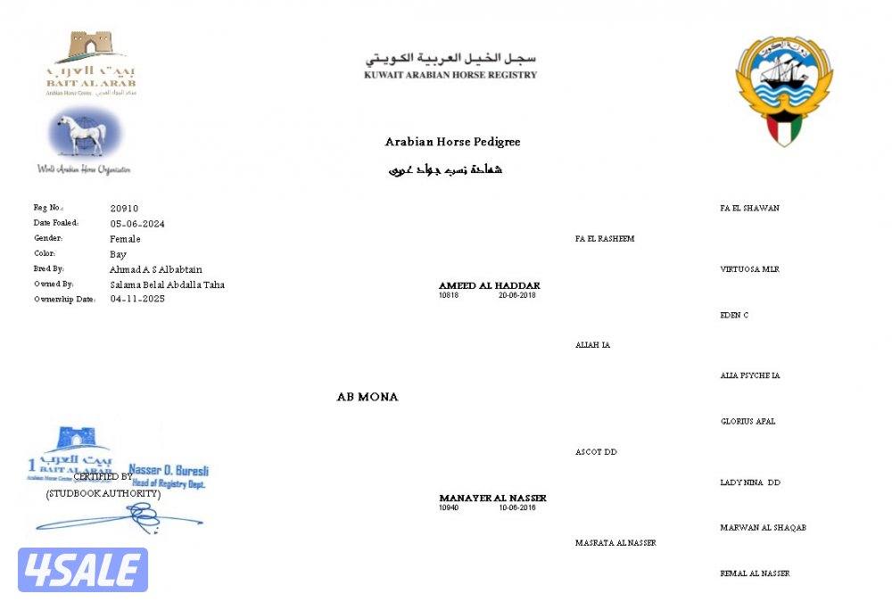 نوع العرض مهرة بولش فاخرة اي بي مني2