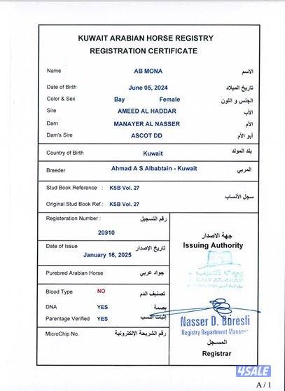 نوع العرض مهرة بولش فاخرة اي بي مني1