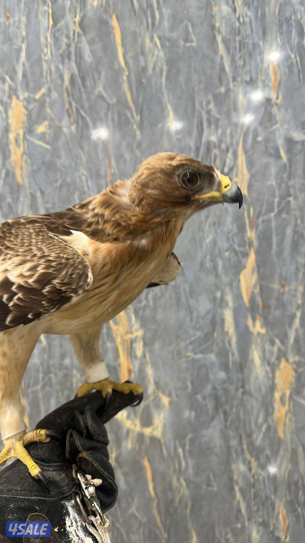 السلام عليكم ورحمة الله وبركاته ومغفرته1