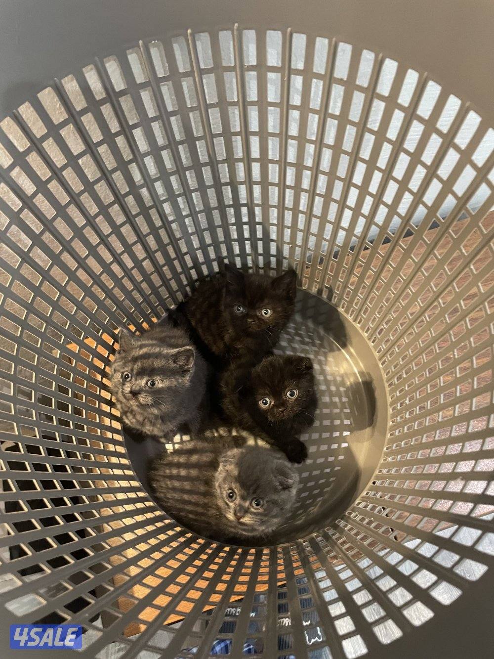 للبيع قطط سكوتش فولد0