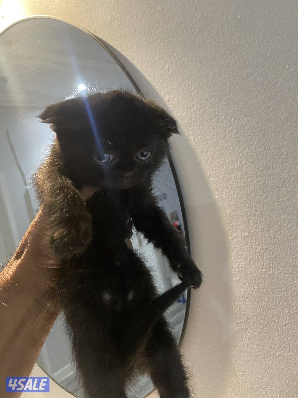 للبيع قطط سكوتش فولد1