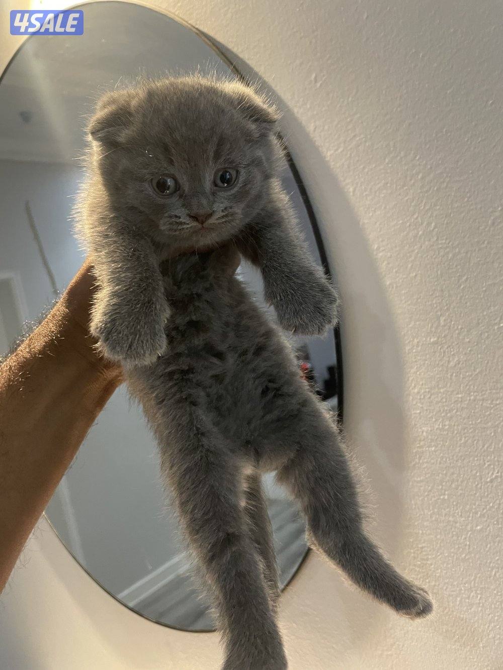 للبيع قطط سكوتش فولد2