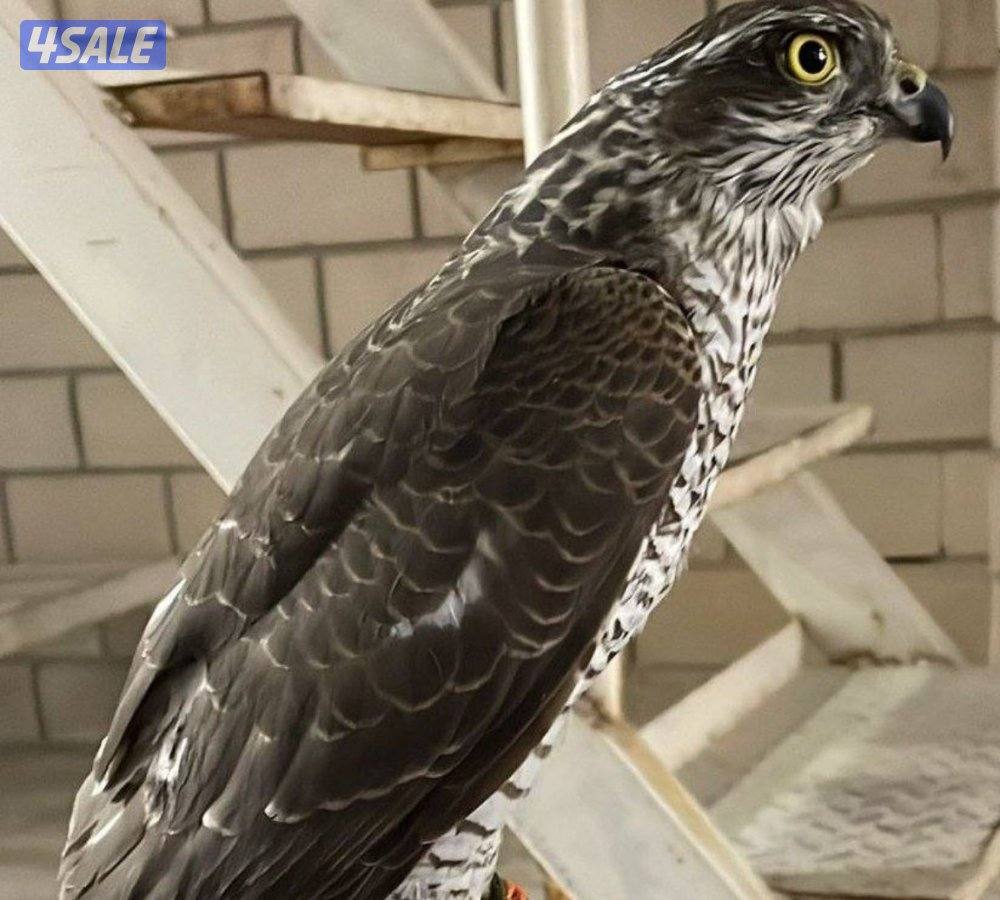 السلام عليكم ورحمة الله وبركاته ومغفرته2