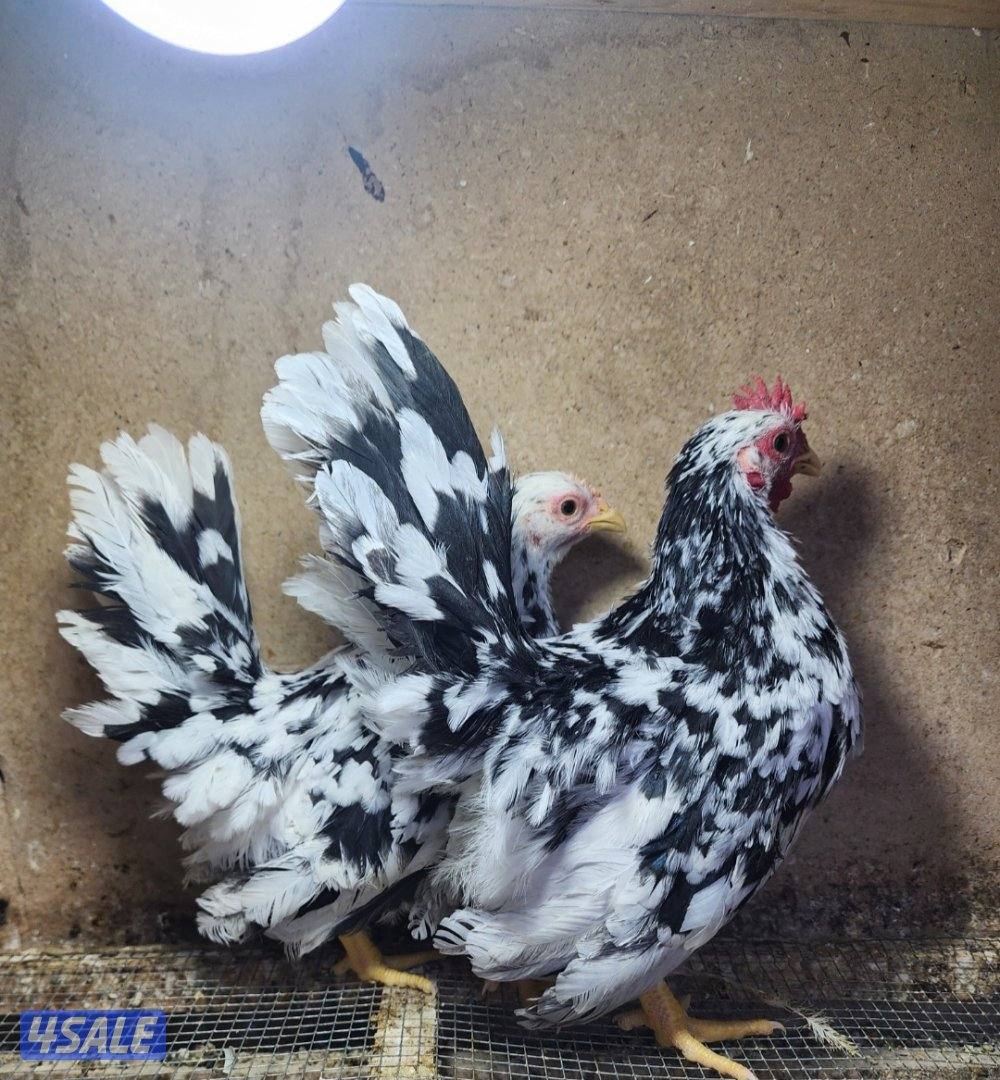 زاحف .. كوشامو1