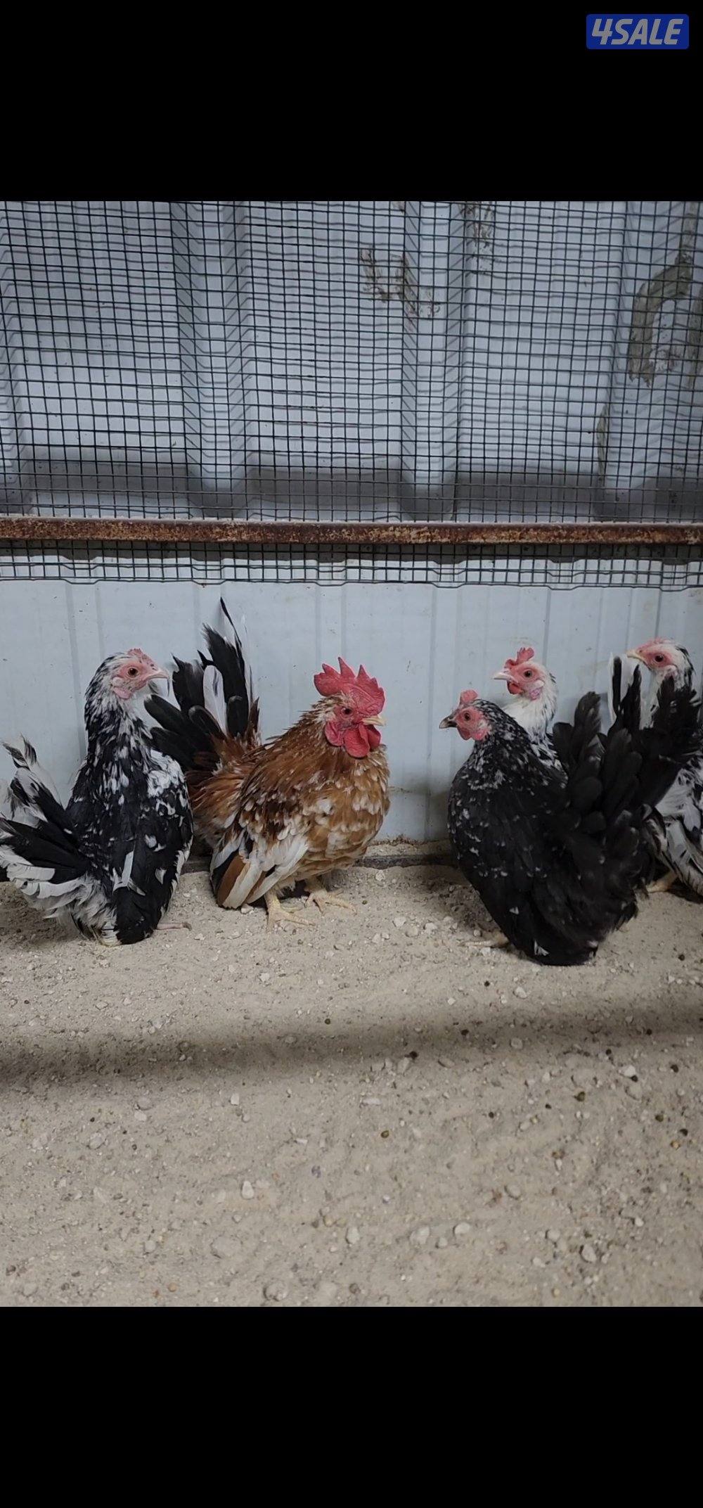 زاحف .. كوشامو2