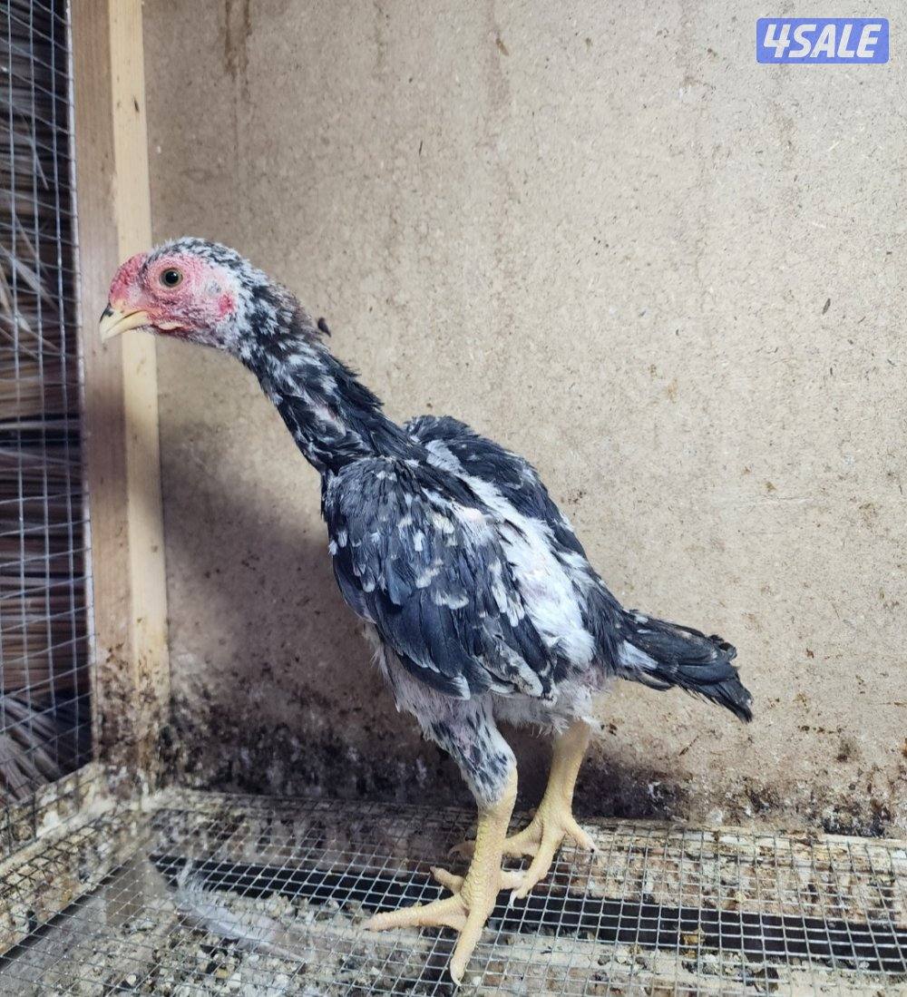 زاحف .. كوشامو3