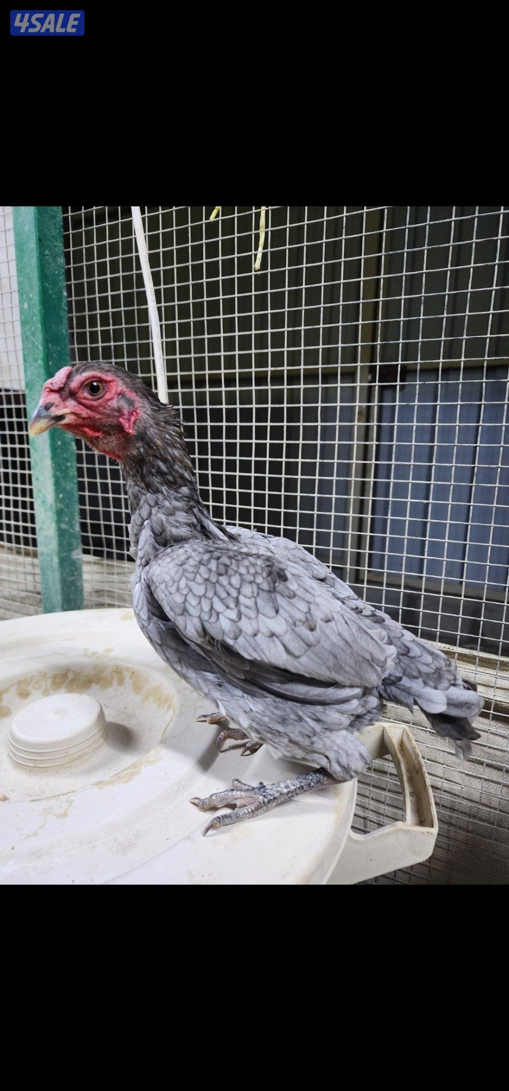 زاحف .. كوشامو5