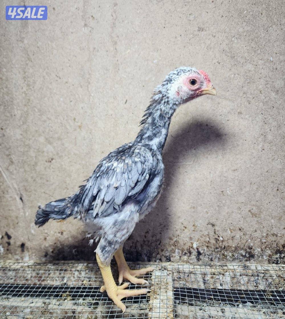 زاحف .. كوشامو4