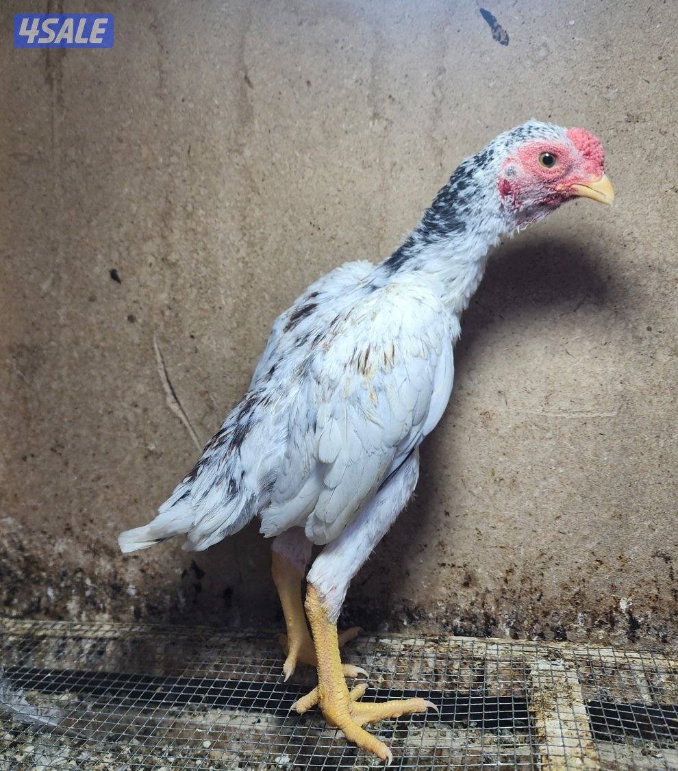 زاحف .. كوشامو6