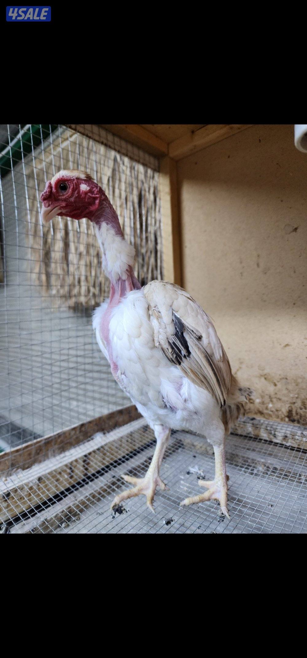 زاحف .. كوشامو7